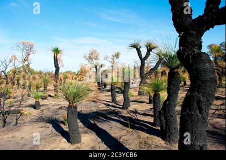 Nahaufnahme von schwarz verbrannten Grasbäumen im australischen Outback nach verheerendem Buschfeuer, mit neuen grünen Sprossen, sonnenblauem Himmel als verschwommener Rücken Stockfoto