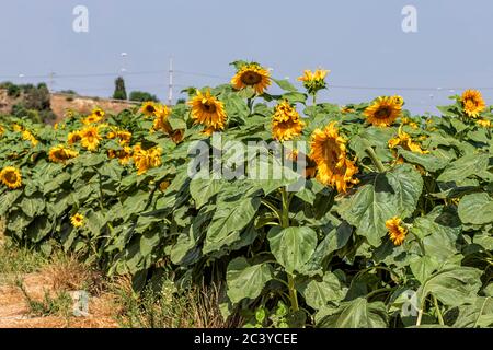 Ackerbau Feld der blühenden Sonnenblumen vor einem blauen Himmel an einem sonnigen Tag. Pflanzen auf Feldern in der Sommersaison Stockfoto