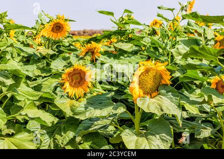 Ackerbau Feld der blühenden Sonnenblumen vor einem blauen Himmel an einem sonnigen Tag. Pflanzen auf Feldern in der Sommersaison Stockfoto