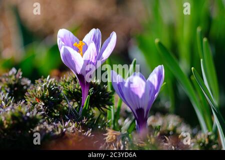 Frühlingsblumen aus Safran Stockfoto