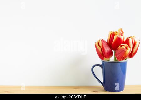 Rote Tulpenblüten in blauer Tasse auf Holztisch mit weißem Hintergrund. Blumenarrangement Stockfoto