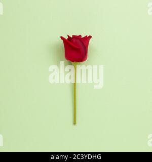 Eine rote Rose auf grünem Hintergrund. Draufsicht, Kopierraum Stockfoto