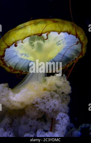 Wunderschöne Wassertiere, die durch das Wasser tanzen Stockfoto