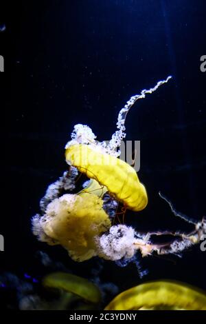 Wunderschöne Wassertiere, die durch das Wasser tanzen Stockfoto