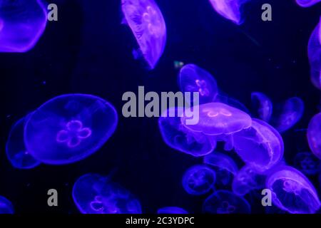 Wunderschöne Wassertiere, die durch das Wasser tanzen Stockfoto