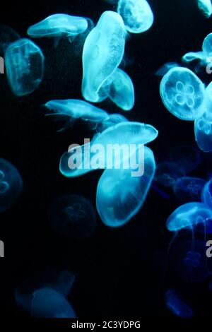 Wunderschöne Wassertiere, die durch das Wasser tanzen Stockfoto