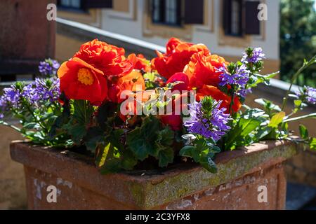 Altes Blumenbeet mit blühenden Blumen auf der Straße. Stockfoto