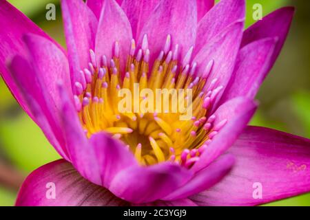 Violette Farbe Lotusblume Nahaufnahme Bild. Stockfoto