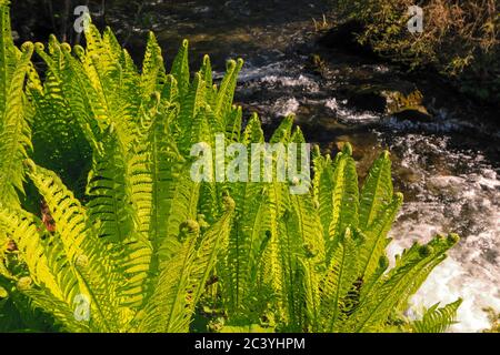 Farn wächst am Ufer eines kleinen reinen Baches, der die Schladminger Tauern in Richtung des steirischen Bodensees, Steiermark, Österreich, hinunterstürzt Stockfoto
