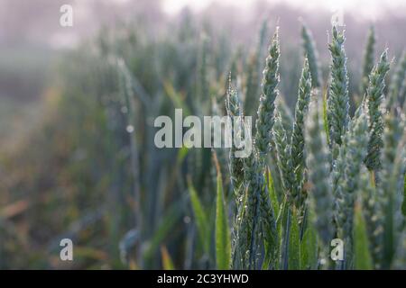 Weizenspieß ist mit Morgentau bedeckt. Landwirtschaft, Weizenanbau auf dem Feld. Selektiver Fokus. Stockfoto