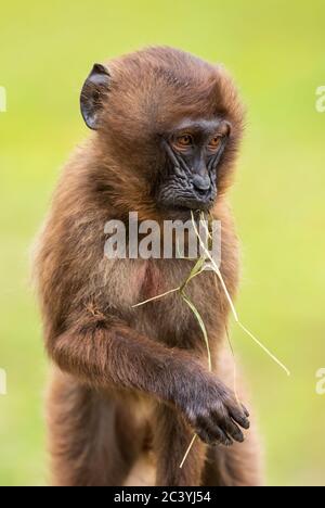 Gelada Baboon - Theropithecus gelada, schöner Grundprimas aus den Bergen von Semien, Äthiopien. Stockfoto