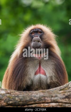 Gelada Baboon - Theropithecus gelada, schöner Grundprimas aus den Bergen von Semien, Äthiopien. Stockfoto