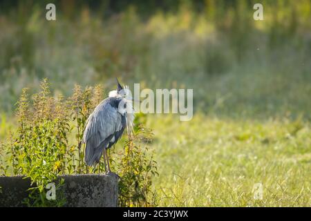 Blauer Reiher auf einem Baumstumpf mit seinen Federn im Wind wehen. Stockfoto