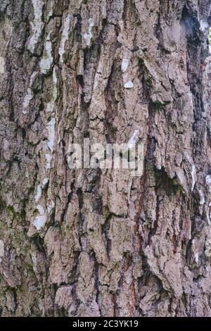 Textur von tief rissenen Rinde einer alten Birke als Hintergrund. Stockfoto