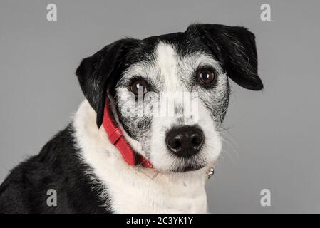 9 Jahre alter Crossbreed-Rüde (Jack russell Terrier x Spaniel), UK. Stockfoto