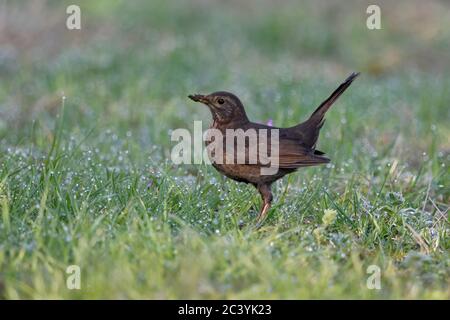 Gemeinsame Amsel/Amsel (Turdus merula), braun Weiblich, typische Garten Vogel, im Gras sitzen, auf dem Boden, im aufmerksamen darstellen, Seitenansicht, wildlif Stockfoto