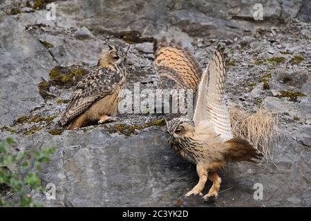 Eurasische Eulen ( Bubo bubo ), in einer steilen Felswand thront, spielen, rutscht man nach unten, fallen, sieht lustig, verspielt jung, Tierwelt, Europa. Stockfoto