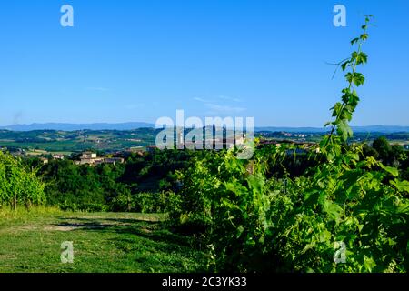 Weinberge in Rosignano Monferrato, Piemont, Italien Stockfoto