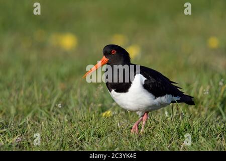 Austernfischer/Austernfischer (Haematopus ostralegus), in der Nähe, zu Fuß durch einen frühlingshaften Wiese, Flora und Fauna in Europa. Stockfoto