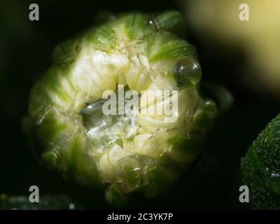 Wassertropfen, Makro einer nassen gelben und grünen Chrysanthemum-Blütenknospe, blüht und Wassertropfen, dunkler unscharfer Hintergrund, australischer Küstengarten Stockfoto