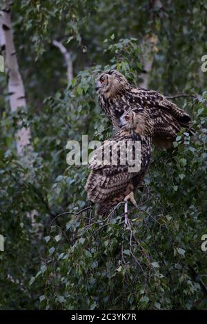 Eurasische Eule (Bubo bubo), zwei Eulen in einer Birke in der Dämmerung, Tierwelt, Europa. Stockfoto