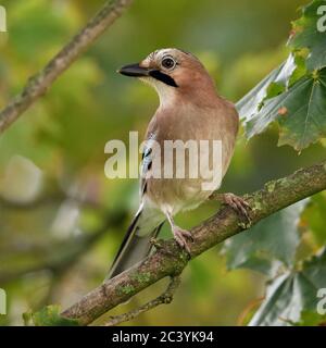 Eurasischen Eichelhäher (Garrulus glandarius), das in einem Baum gehockt, um zu beobachten, sehr aufmerksam, Vogel, Tier, Europa. Stockfoto