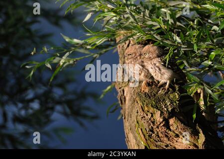 Kleine Eulen / Minervas Eulen ( Athene noctua ), zwei Eulen, junge Eulen auf einem pollard Baum in schönen ersten Morgenlicht, Tierwelt, Europa. Stockfoto