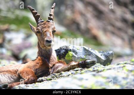 Steinbock Weibchen, die im Frühsommer hocken Stockfoto