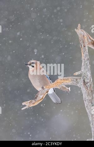 Eurasischer Jay ( Garrulus glandarius ) im Winter, auf einem alten faulen Baum thront, beobachten rund , im Schnee, Schneefall, Tierwelt, Europa. Stockfoto