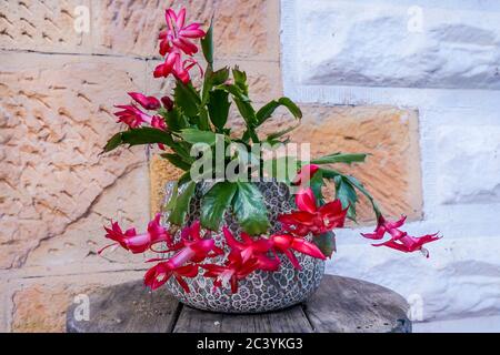 Blühender Zygocactus, Schlumbergera truncata in einem Topf als Dekoration. Auch bekannt als falscher Weihnachts-Kaktus, Weihnachts-Kaktus oder Thanksgiving-Kaktus. Stockfoto