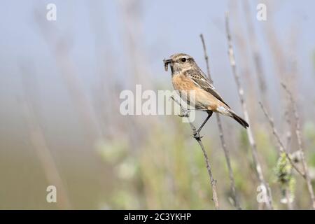 Europäische Schwarzkehlchen/Schwarzkehlchen (Saxicola torquata), weiblich, auf einem Busch, Beute in Schnabel thront, in typischen Umwelt, die Tier- und Pflanzenwelt, Europa. Stockfoto