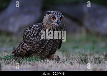 Eurasische Adlereule ( Bubo bubo ) mit Beute, mit Maus in den Krallen, junge Eule in der Dämmerung, sieht stolz, Tierwelt, Europa. Stockfoto