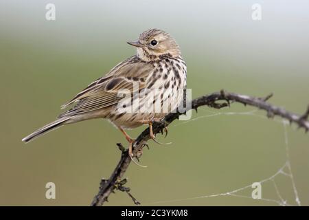 Wiesenpieper / Wiesenpieper (Anthus pratensis) thront hoch oben auf einem dornigen Ranken, wacht über seine Schulter, Wildlife, Europa. Stockfoto