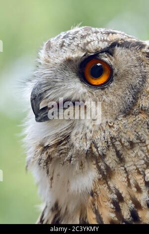 Euleneule ( Bubo bubo ), Eurasische Euleneule, auch Northern Eagle Owl oder European Eagle-Owl genannt, Erwachsene, detailreicher Kopfschuss, Seitenansicht, Europa. Stockfoto