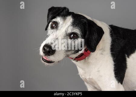 9 Jahre alter Crossbreed-Rüde (Jack russell Terrier x Spaniel), UK. Stockfoto