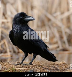 Gemeinsame Raven/Kolkrabe (Corvus Corax) auf dem Boden gehockt, in der Nähe detaillierte, schwarz glänzende Gefieder, aufmerksam beobachten, Wildlife, Europa. Stockfoto