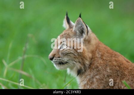 Eurasischer Luchs ( Luchs Luchs ), junges Tier, niedliches Kätzchen, aufmerksam zuschauen, Kopfschuss, vor grünem Gras, Europa. Stockfoto