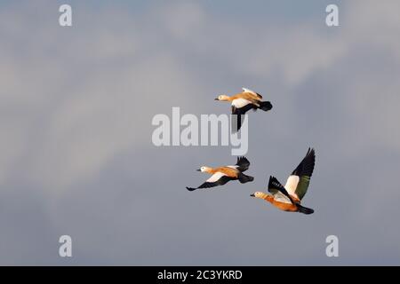 Ruddy Shelducks ( Tadorne Casarca ), kleine Herde, Männchen und Weibchen im Flug, hoch über den Wolken fliegen, Tierwelt, Europa. Stockfoto