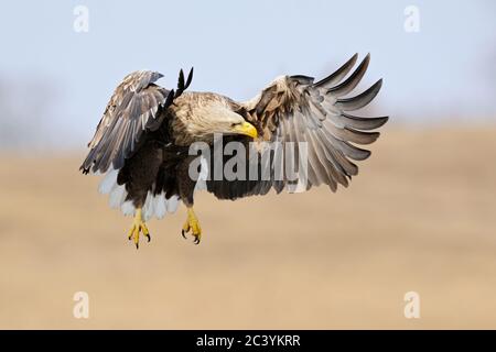 Seeadler / Seeadler ( Haliaeetus albicilla ) fliegen über nasses Land, Jagd, Jagd nach Beute, beeindruckende frontale Pose, Tierwelt, Europa. Stockfoto