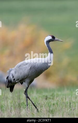 Kranich (Grus Grus), ruht auf Grünland, auf einer Wiese, die während der Migration im Herbst, Zugvögel, Wildlife, Europa. Stockfoto