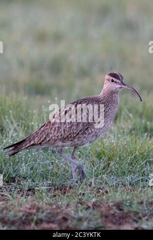 Regenbrachvogel (Numenius phaeopus) Auf einer nassen Wiese, ruhen während der Vogelzug, für Lebensmittel, Wildlife, Europa suchen. Stockfoto