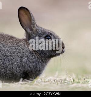 Schwarze europäische Kaninchen/Wildkaninchen ( Oryctolagus cuniculus ), schwarze Form, Melanismus, melanistische Färbung, Nahaufnahme, wirkt niedlich, Tierwelt, Europa. Stockfoto