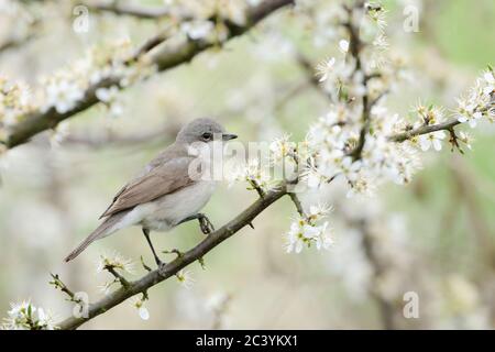 Lesser Whitethroat ( Sylvia curruca ) in einer schönen weißen blühenden Hecke von Weißdorn, Weißdorn ( Crataegus ), Tierwelt, Europa thront. Stockfoto