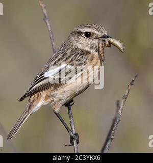 Europäische Schwarzkehlchen/Schwarzkehlchen (Saxicola torquata), weiblich, auf einem Zweig, Zweig, thront, mit Beute (Maden) im Schnabel zu füttern Junge, wildlif Stockfoto