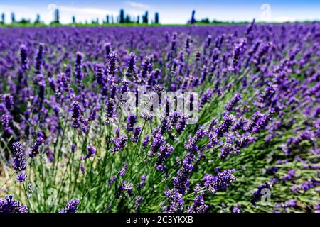 Lavendelfeld im Po-Delta Stockfoto