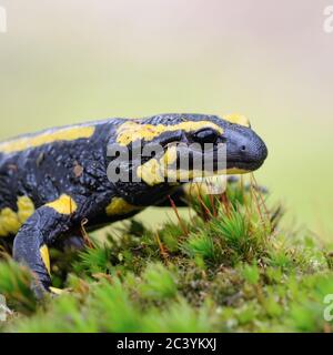 Feuersalamander/Feuersalamander (Salamandra salamandra) zu sitzen, zu Fuß über einen bemoosten Baumstamm, Nahaufnahme, Natur, Europa. Stockfoto