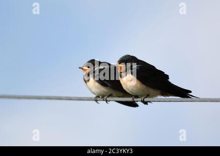 Scheune Schwalben ( Hirundo rustica ), Jungvögel, Jungtiere, sitzen auf einer Stromleitung, warten auf Nahrung, Spätsommer, Tierwelt, Europa. Stockfoto