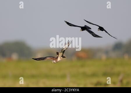 Gemeiner Buzzard ( Buteo buteo ) im Flug von zwei Saatkrähen ( Corvus frugilegus ), Wildtiere, Europa. Stockfoto