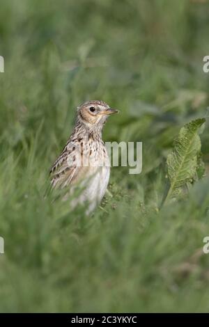 Skylark/Feldlerche (Alauda arvensis), Erwachsene im Frühjahr, sitzend auf dem Boden in einer Wiese, Weide, im Gras, Stretching, beobachten aufmerksam, Wildlife, Eur Stockfoto