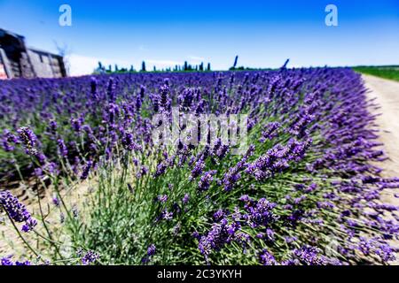 Lavendelfeld im Po-Delta Stockfoto